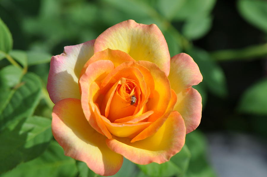 Pink Tipped Rose Photograph by Gail Churinetz - Fine Art America