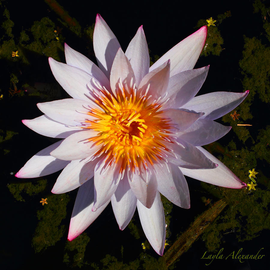 Pink Tipped Water Lily square Photograph by Layla Alexander - Fine Art ...