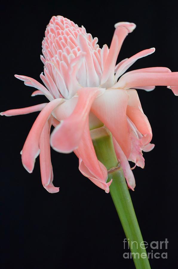 Pink Torch Ginger Blossom on Black Photograph by Mary Deal