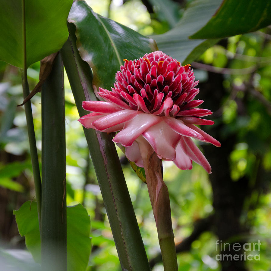 Pink Photograph - Pink Torch Ginger by Laurel Best