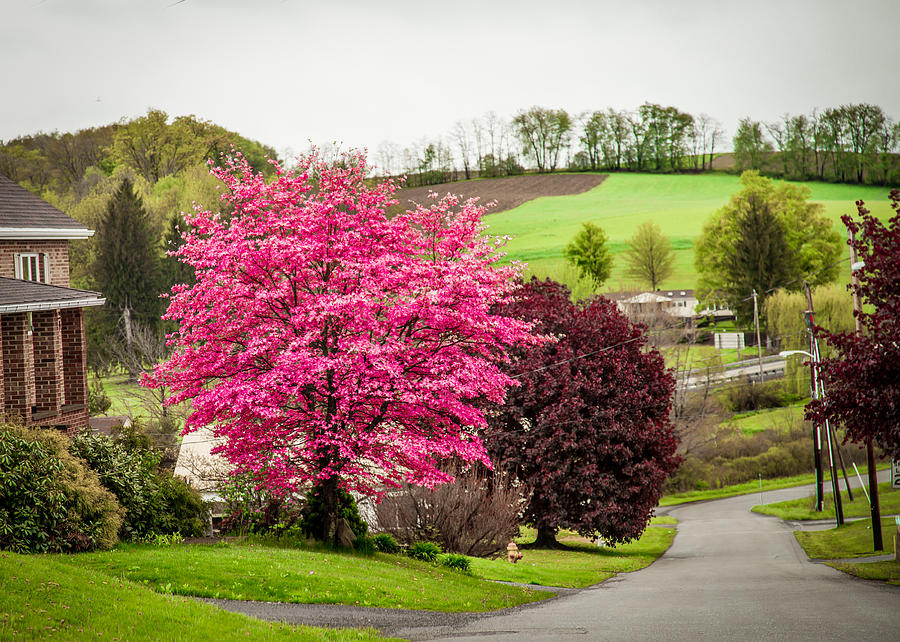 Pink Tree Photograph by April Reppucci