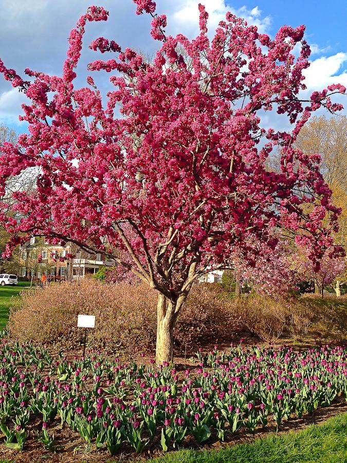 Pink Tree Photograph by Chris Montcalmo