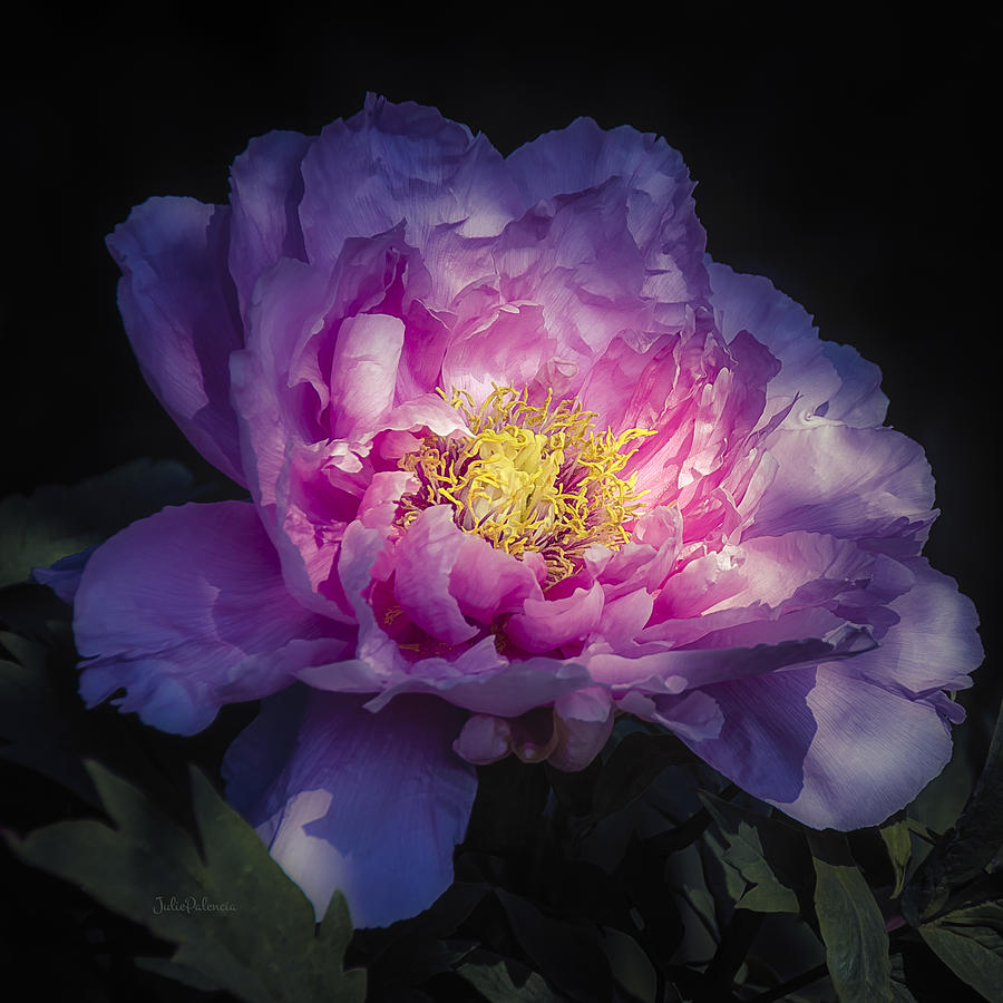 Pink Tree Peony Photograph by Julie Palencia