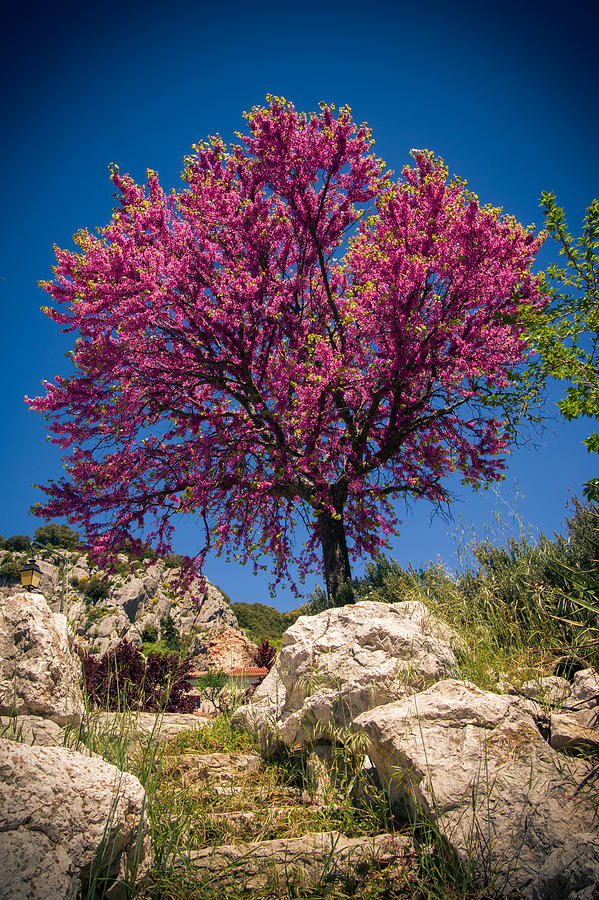 Pink Tree Photograph