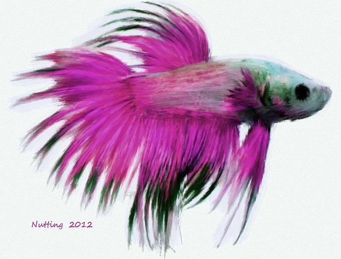 Pink Tropical Fish Painting by Bruce Nutting