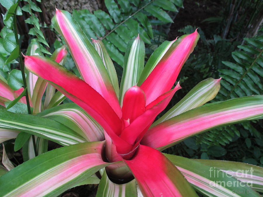 Pink tropical flower Photograph by Chani Demuijlder