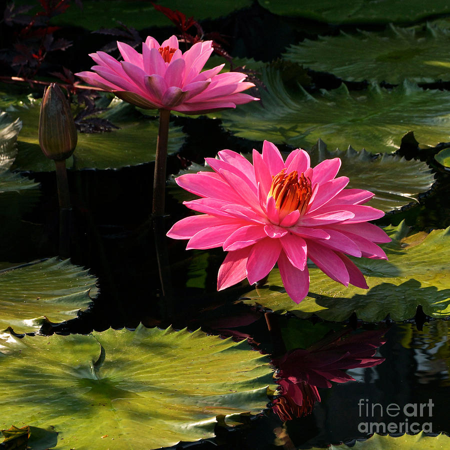 Pink Tropical Water Lilies Photograph by Byron Varvarigos