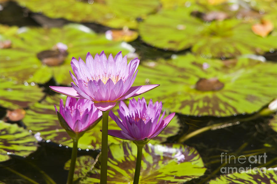 Pink Tropical Water Lilly Photograph by Ules Barnwell