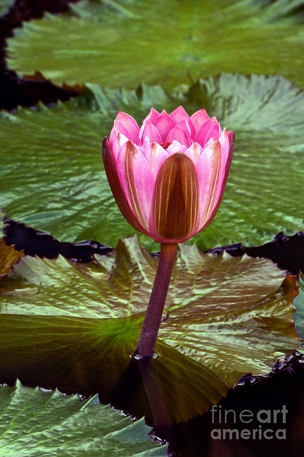 Nymphaea Photograph - Pink Tropical Waterlily Flower Newly Blooming by Byron Varvarigos