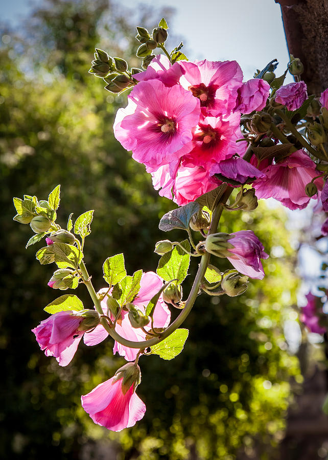 Spring Photograph - Pink Trumpet by April Reppucci