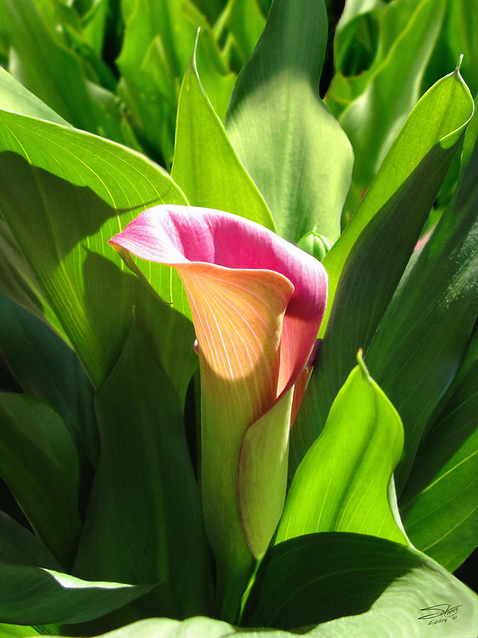 Easter Digital Art - Pink Trumpet LIly by M Spadecaller