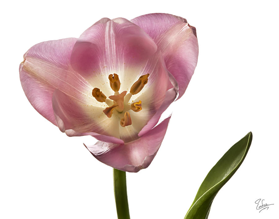 Pink Tulip 1 Photograph by Endre Balogh
