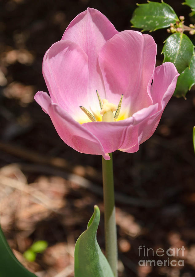 Pink Tulip 2 Photograph by Andrea Anderegg