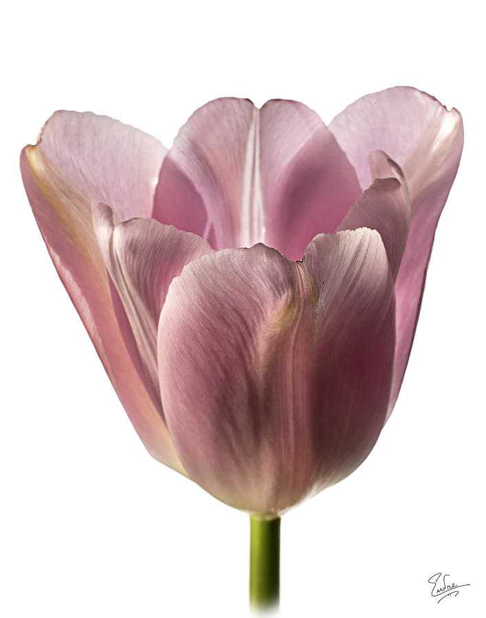 Pink Tulip 2 Photograph by Endre Balogh