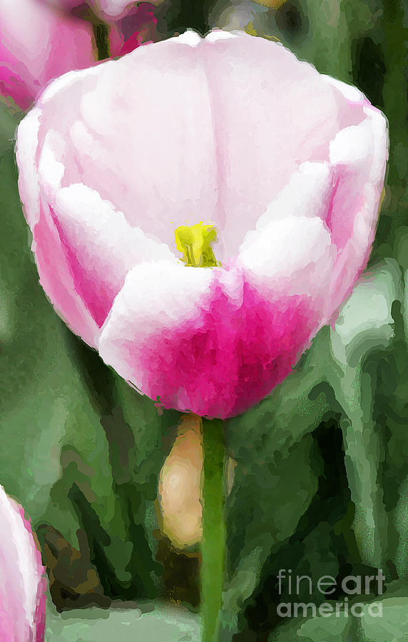 Tulip Photograph - Pink Tulip - a digital painting by David Perry Lawrence