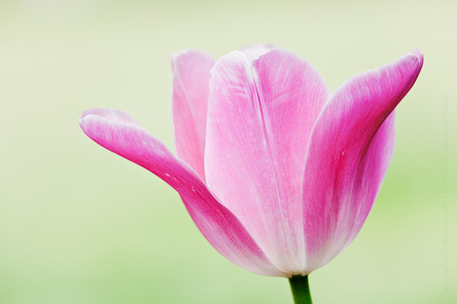 Pink Tulip Photograph by Alexander Fedin Pink Tulip Photograph by Alexander Fedin