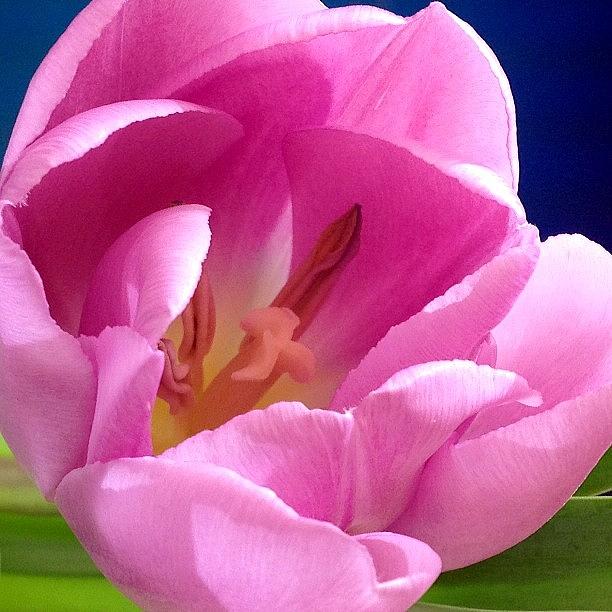 Spring Photograph - Pink tulip by Anastasia  Goryacheva