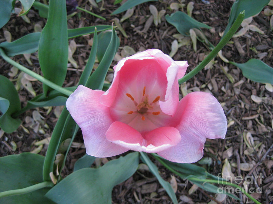 Pink Tulip Photograph by Anne Nordhaus-Bike