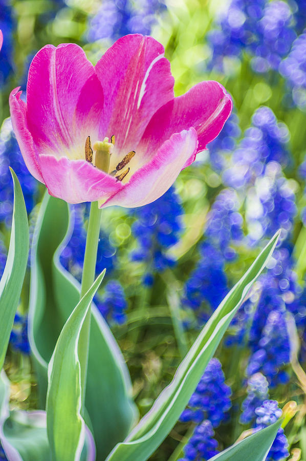 Pink tulip blue backround Photograph by Arkady Kunysz