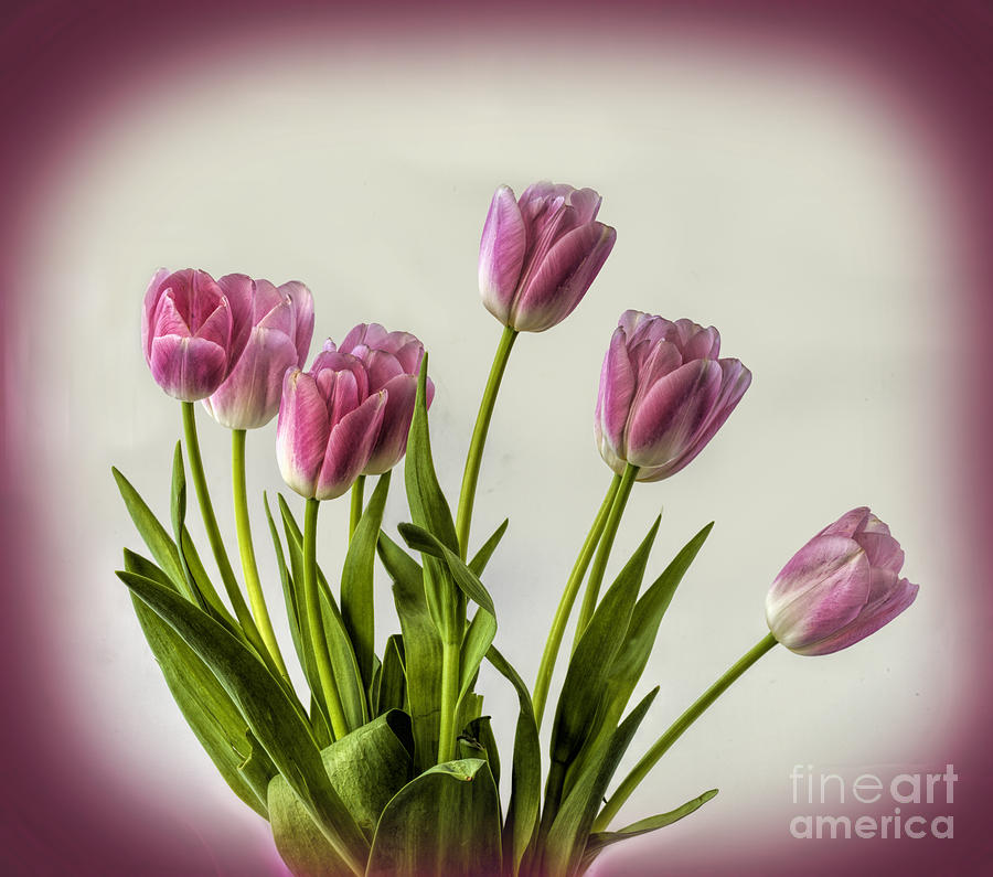 Pink Tulip Bouquet Photograph by Shirley Mangini