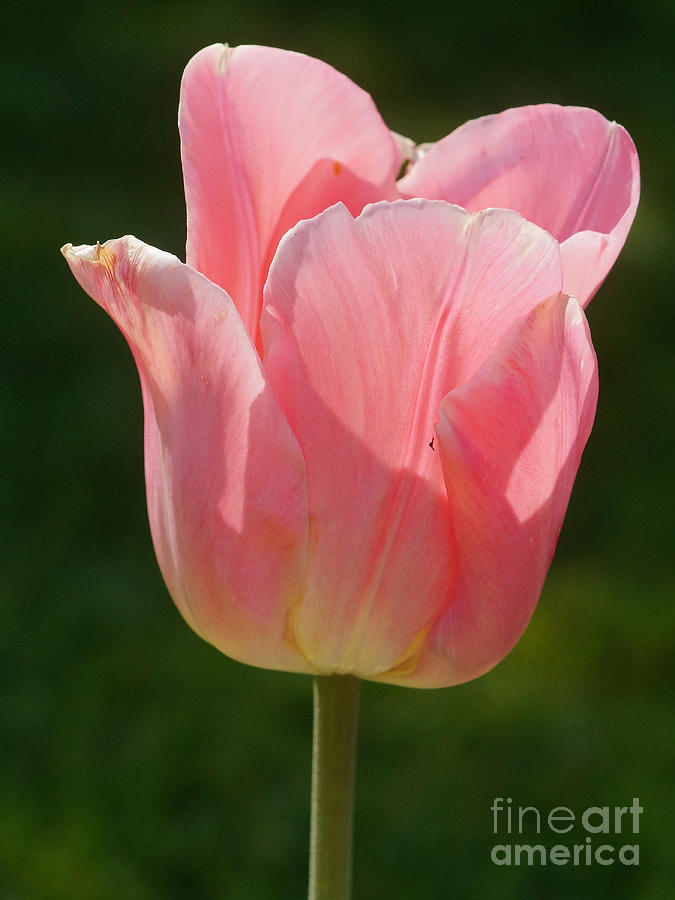 Pink Tulip Calyx 1 Photograph by Rudi Prott
