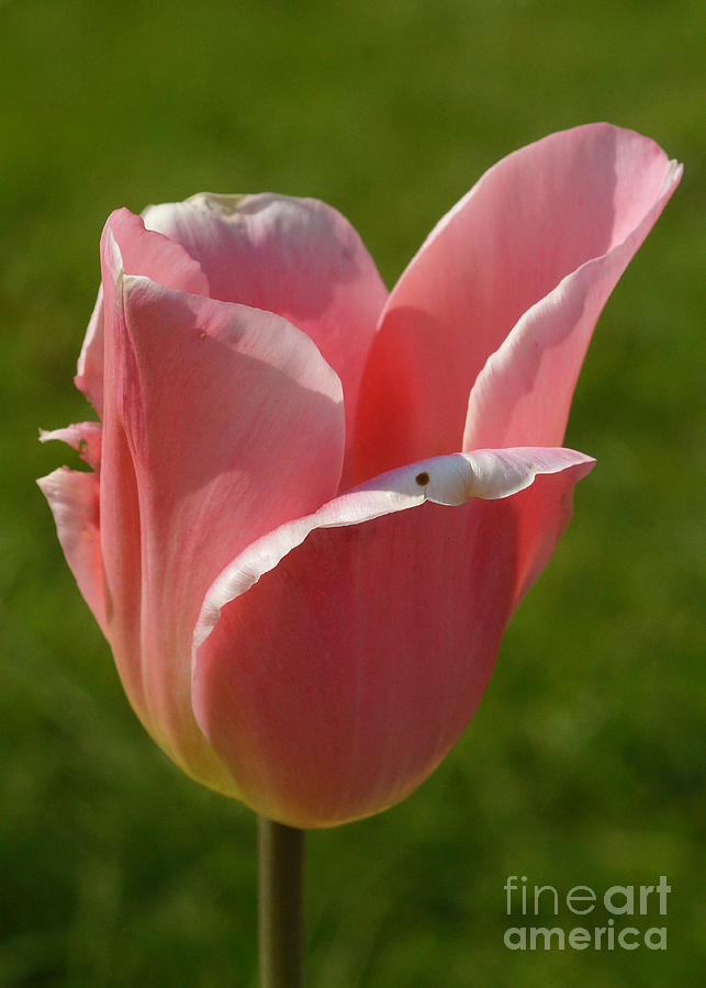 Pink Tulip Calyx 2 Photograph by Rudi Prott