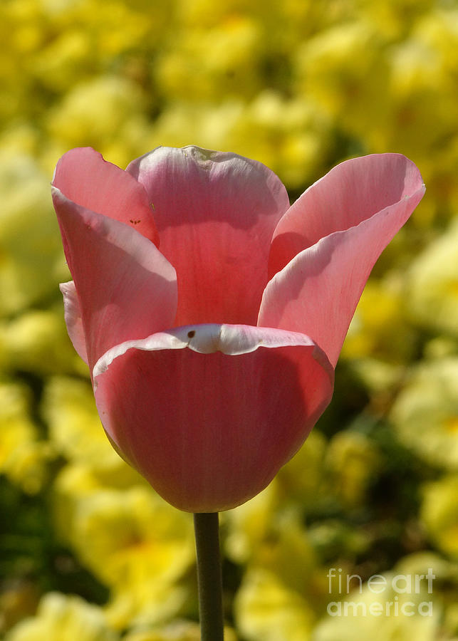 Pink Tulip Calyx 3 Photograph by Rudi Prott
