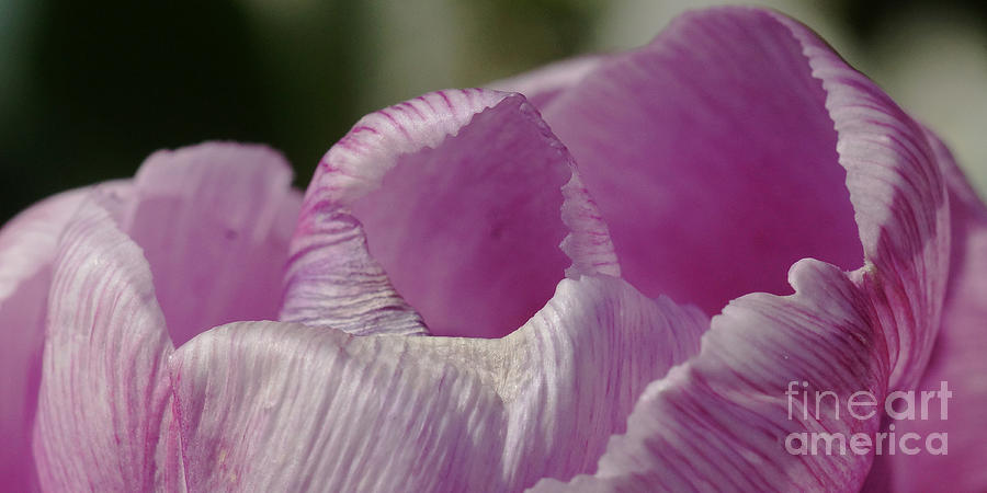 Pink Tulip Calyx 7 Photograph by Rudi Prott
