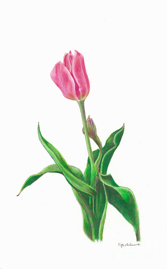 Pink Tulip Drawing by Cheryl Emerson Adams