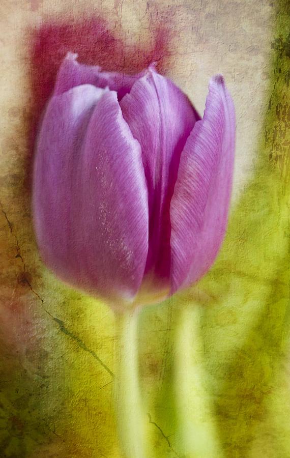 Pink Tulip Photograph by Deborah Rust - Fine Art America
