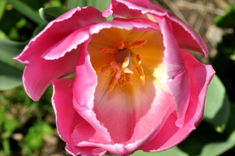 Pink tulip Photograph by Diane Lent