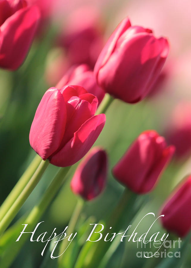 Pink Tulip Dream Birthday Card Photograph by Carol Groenen