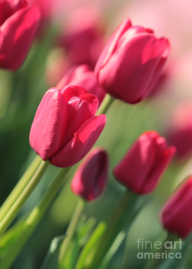 Pink Tulip Dream Photograph by Carol Groenen