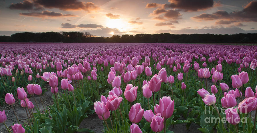 Pink Tulip Field At Sunset Photograph By David Hanlon Pixels