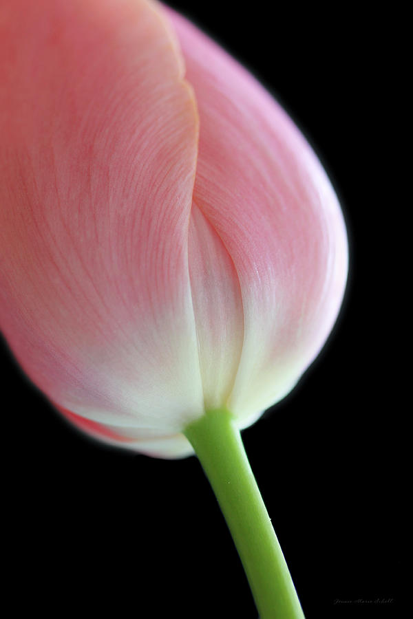 Nature Photograph - Pink  Tulip Flower Macro by Jennie Marie Schell