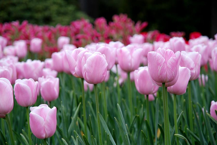 Tulip Photograph - Pink Tulip Garden by Jennifer Ancker