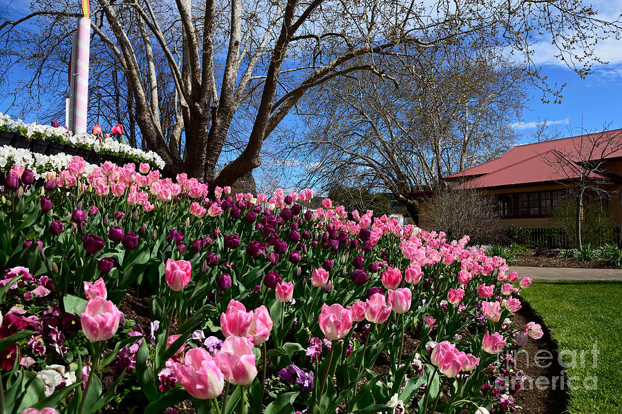 Tulip Photograph - Pink Tulip Garden - Landscape by Kaye Menner