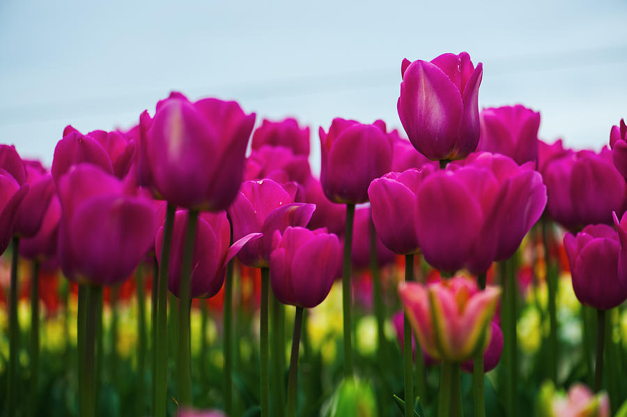 Pink Tulip Photograph by Hisao Mogi - Fine Art America