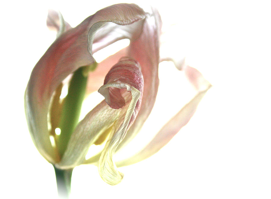 Pink Tulip I Photograph