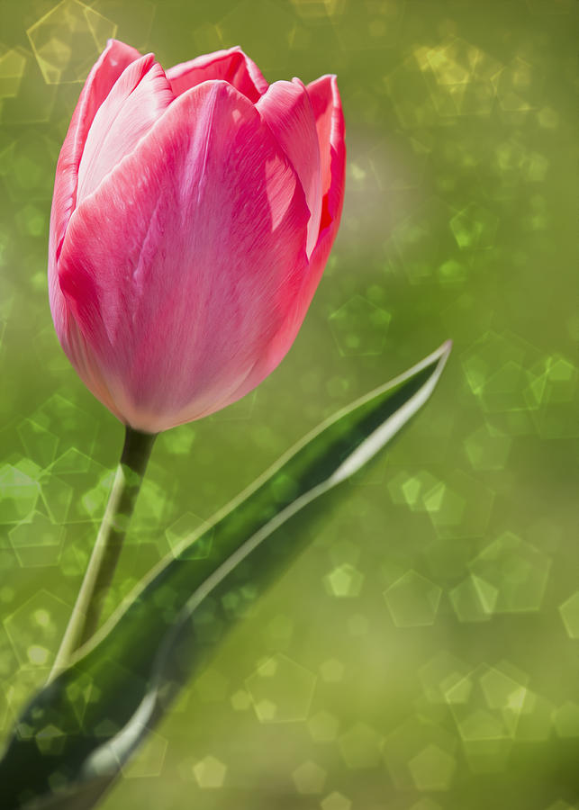 Pink Tulip in Emerald Light Photograph by Bill and Linda Tiepelman