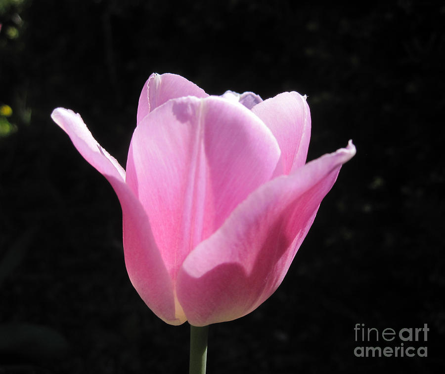 Pink Tulip Dark Background Photograph by Deborah A Andreas