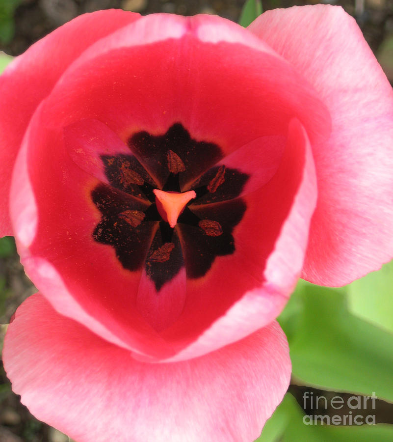 Pink Tulip Interior Photograph by Ellen Miffitt