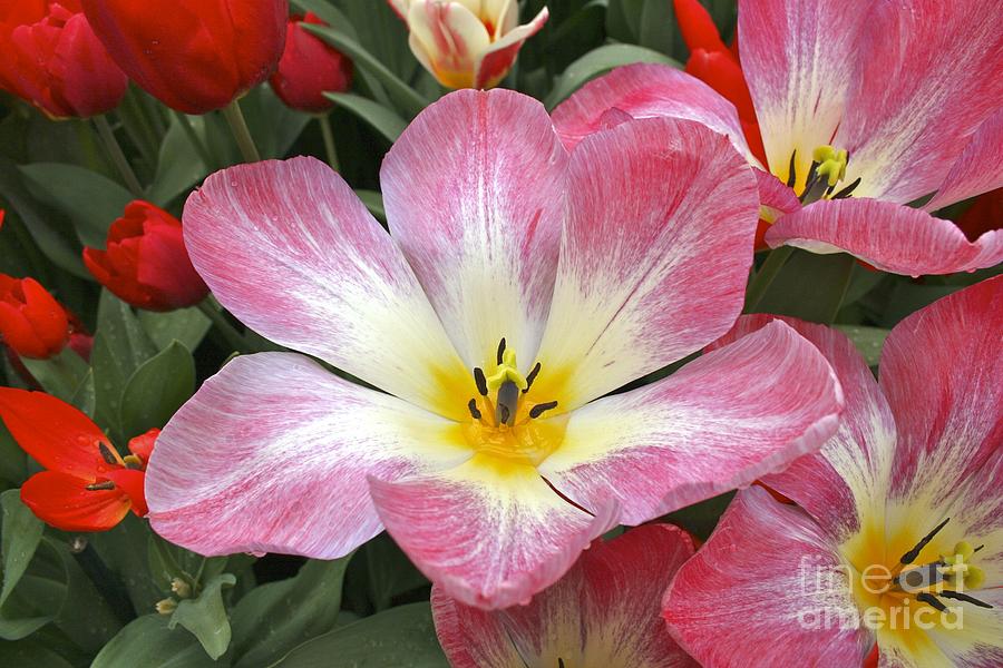 Pink tulip Photograph by Jim Gillen