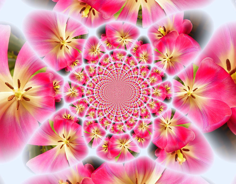 Pink Tulip Kaleidoscope Photograph by Sheri McLeroy