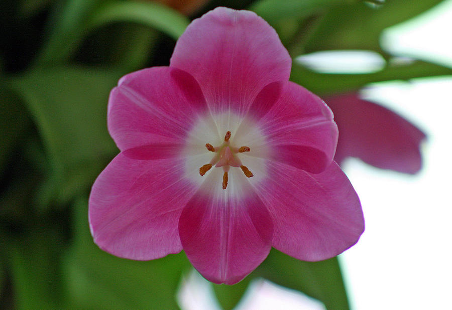 Pink Tulip Photograph by Karen Adams
