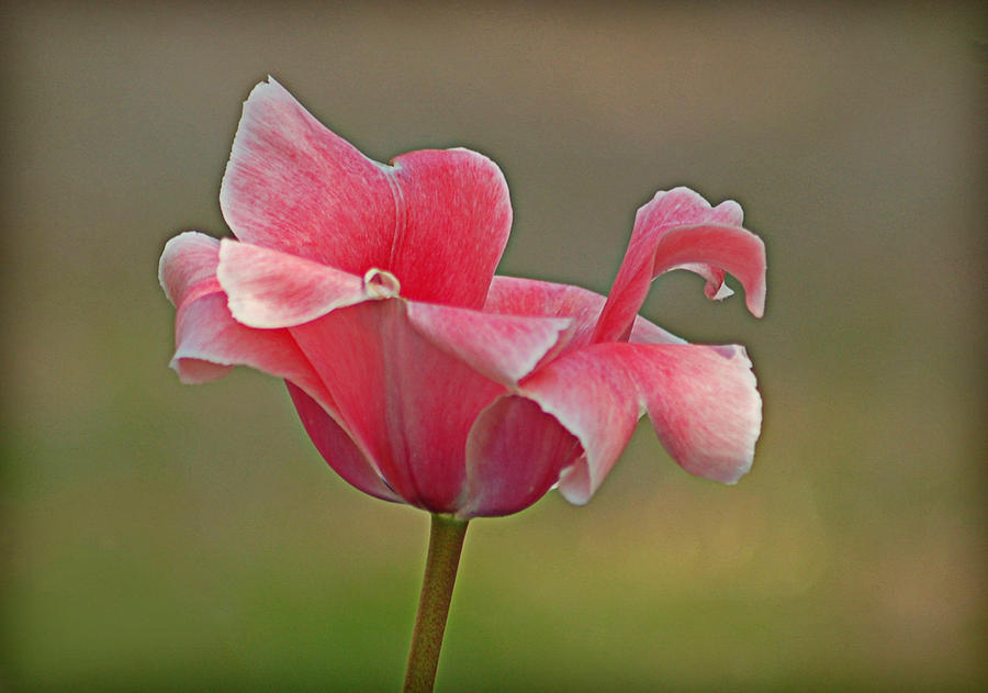 Pink Tulip Photograph by Linda Brown