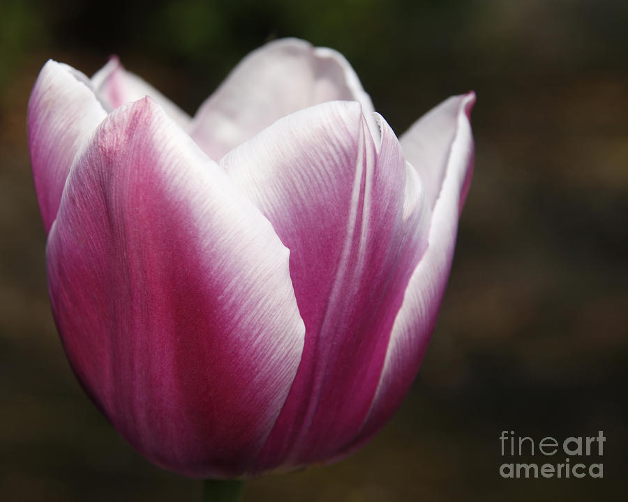Pink tulip Photograph by Liz Leyden