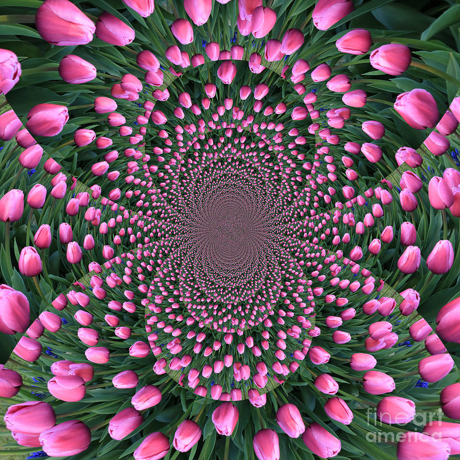 Pink Tulip Love Kaleidoscope Photograph by Carol Groenen