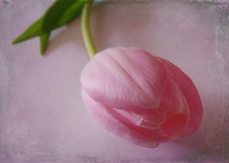 Spring Photograph - Pink Tulip by Lynn Bolt