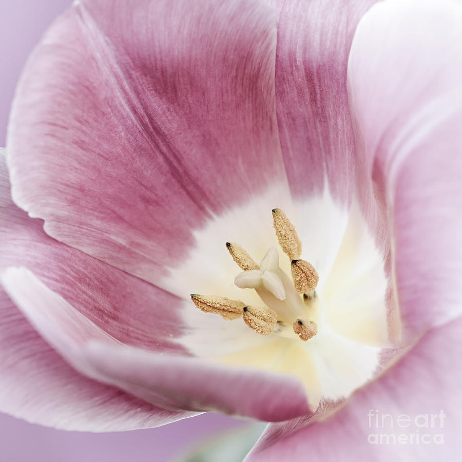 Pink tulip square macro Photograph by Elena Elisseeva